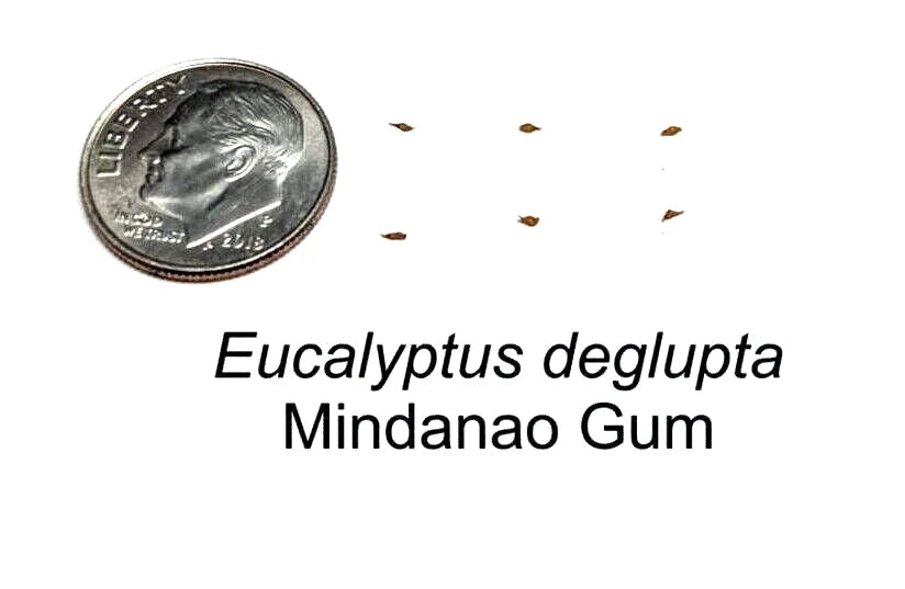 Eucalyptus deglupta seeds next to a U.S. quarter for scale on a white background
