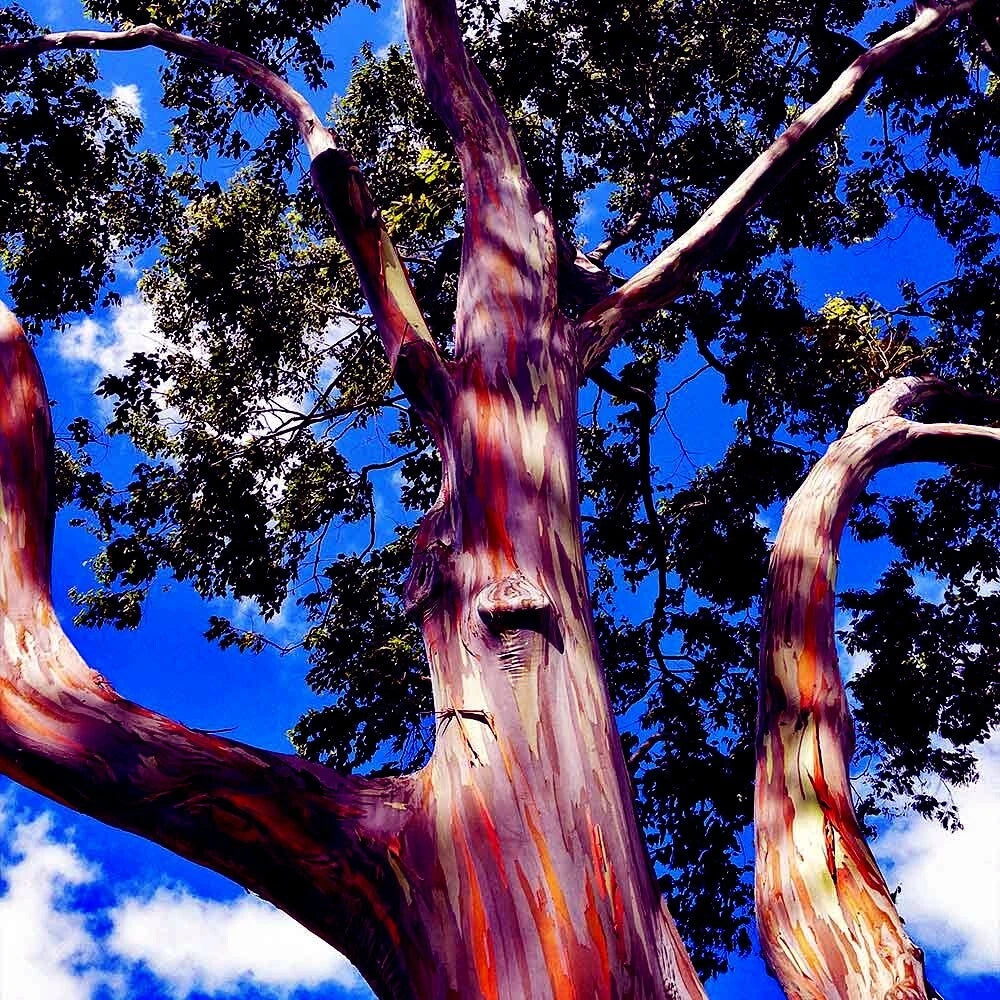 Rainbow Tree with colorful bark against a blue sky