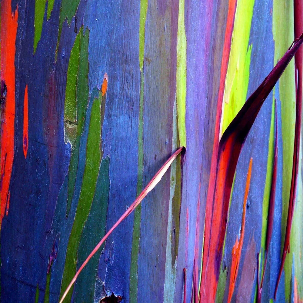 Close-up of colorful Rainbow eucalyptus tree trunk with vibrant blue, green, red, and purple hues.