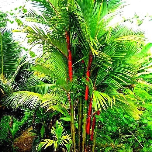 Red Sealing Wax “Lipstick” Palm Seeds – Cyrtostachys renda, Tropical Houseplant