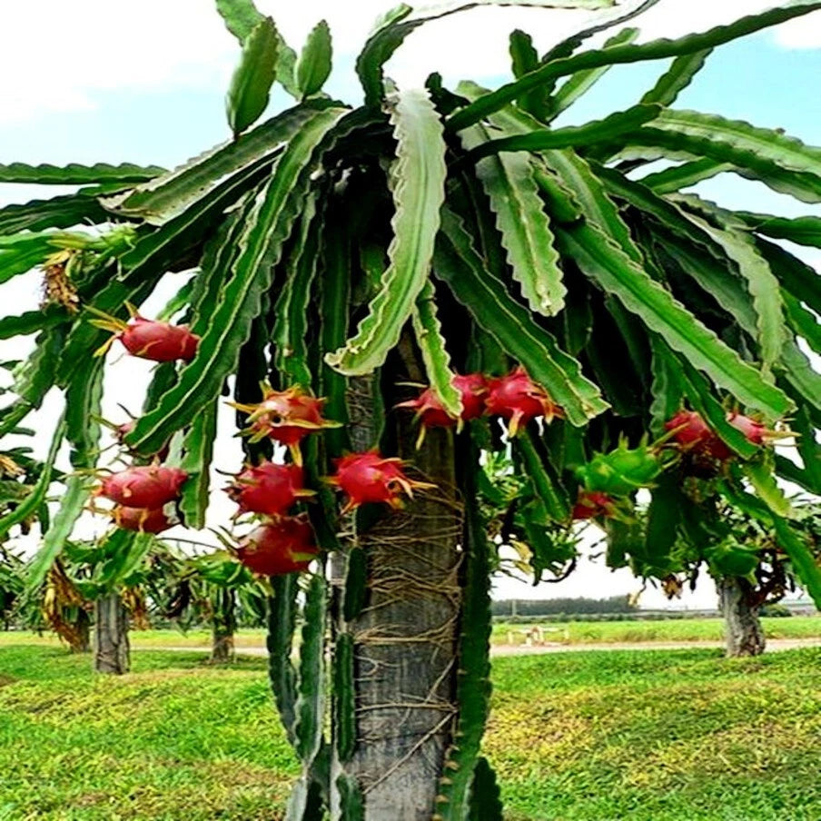 Dragon fruit plant with red fruits in a field