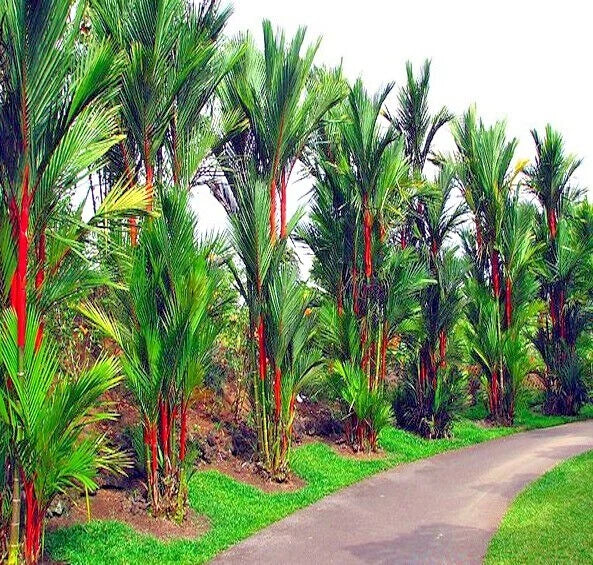 Red Sealing Wax “Lipstick” Palm Seeds – Cyrtostachys renda, Tropical Houseplant