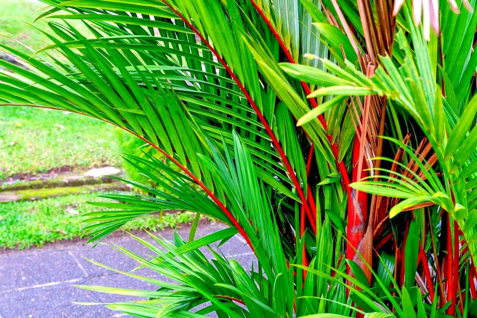 Close-up of a tropical red wax palm plant with red stems and green leaves.