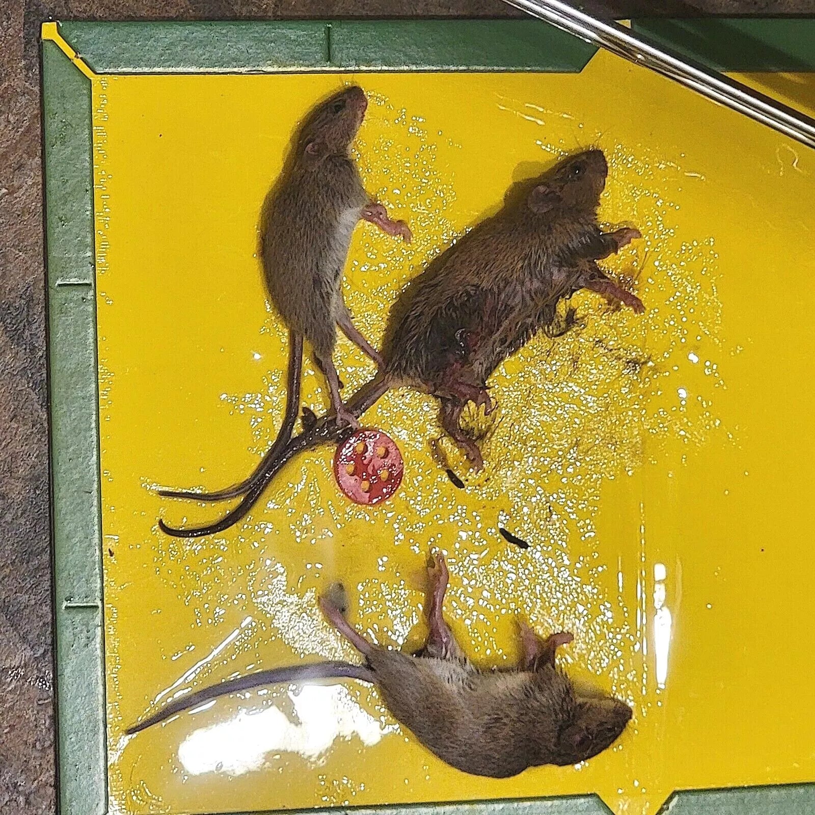 Non-Toxic Super Sticky Glue Traps for Mice, Mouse, Rats & Insects