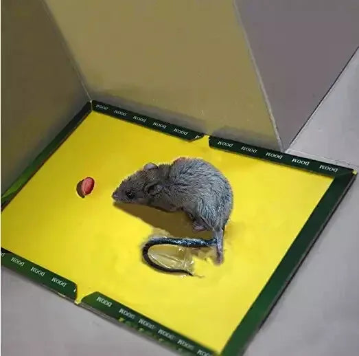 Non-Toxic Super Sticky Glue Traps for Mice, Mouse, Rats & Insects