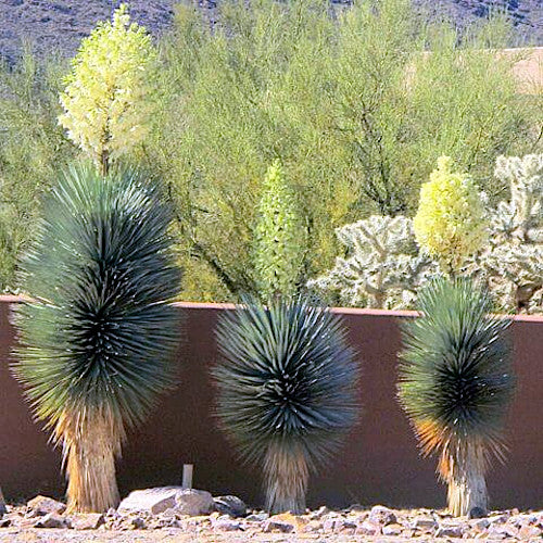 Three large blue yucca succulents in a desert landscape with a brown wall and greenery in the background.