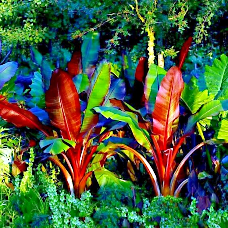 Colorful Red Abyssinian banana tree tropical fruit plants with red and green leaves in a lush garden setting.