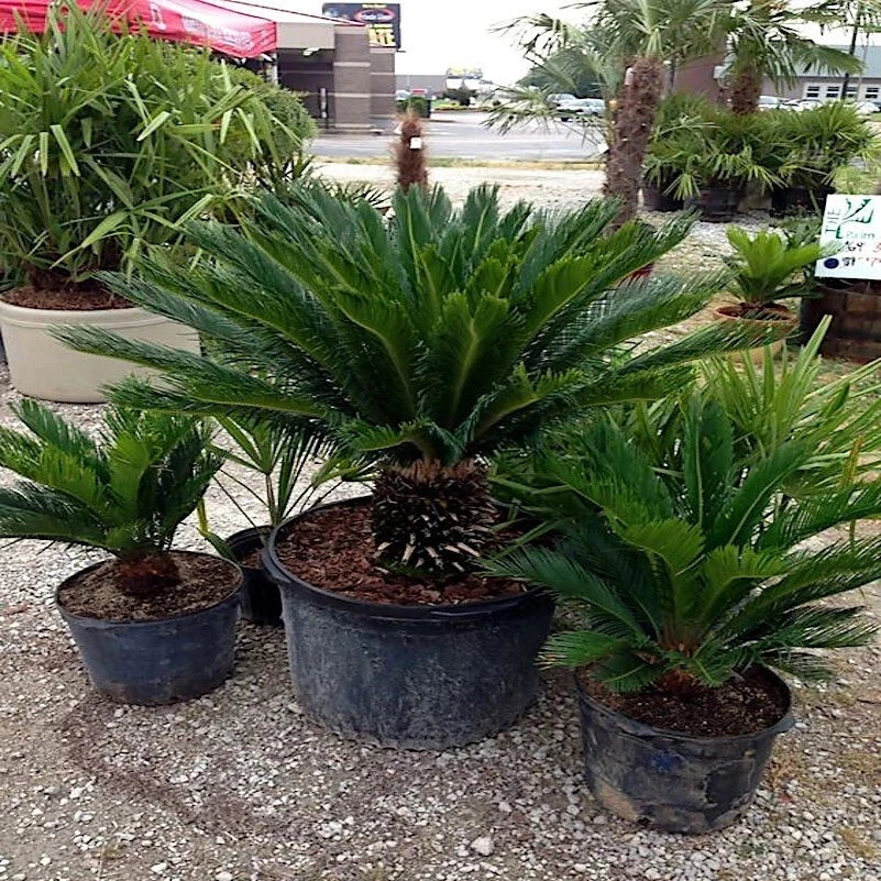 King Sago Palm Seeds (Cycas Revoluta) Rare Tropical Prehistoric Cycad Hardy-8