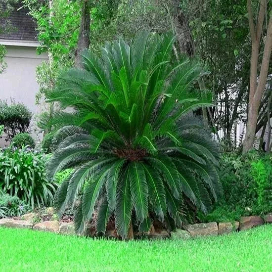 King Sago Palm Seeds (Cycas Revoluta) Rare Tropical Prehistoric Cycad Hardy-8