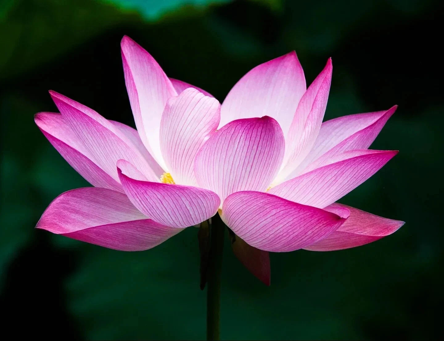 Close-up of a pink sacred lotus flower with a dark background