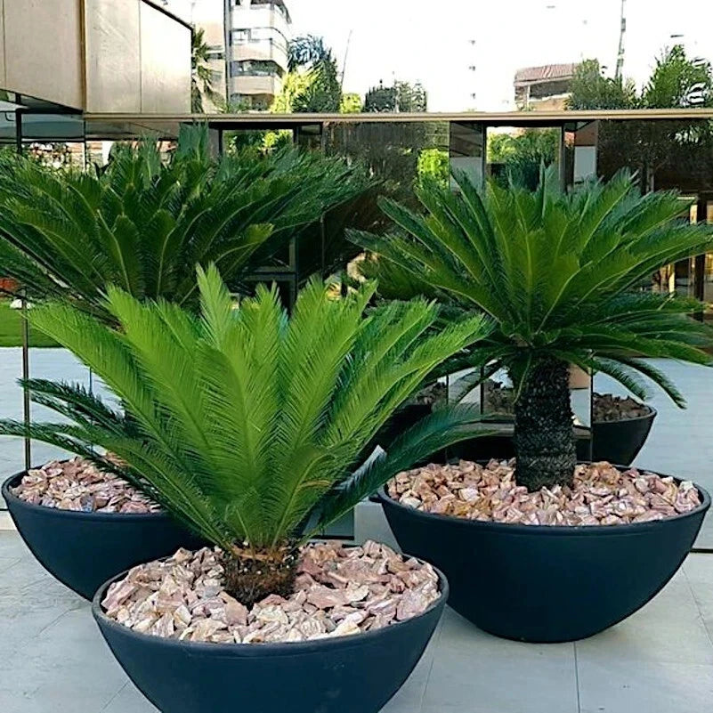 King Sago Palm Seeds (Cycas Revoluta) Rare Tropical Prehistoric Cycad Hardy-8