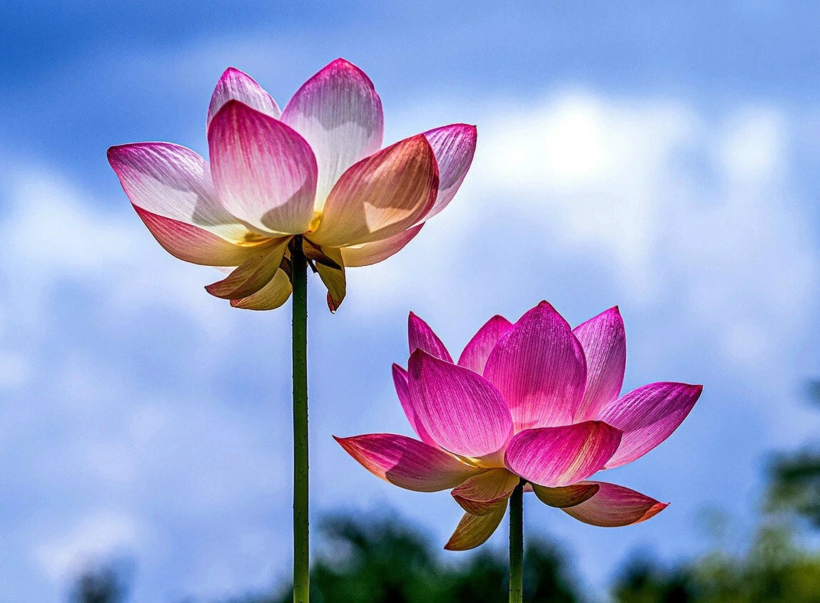 Two pink sacred lotus flowers against a blue sky