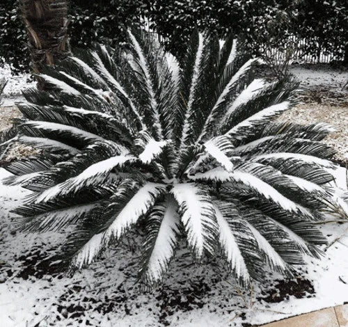 King Sago Palm Seeds (Cycas Revoluta) Rare Tropical Prehistoric Cycad Hardy-8