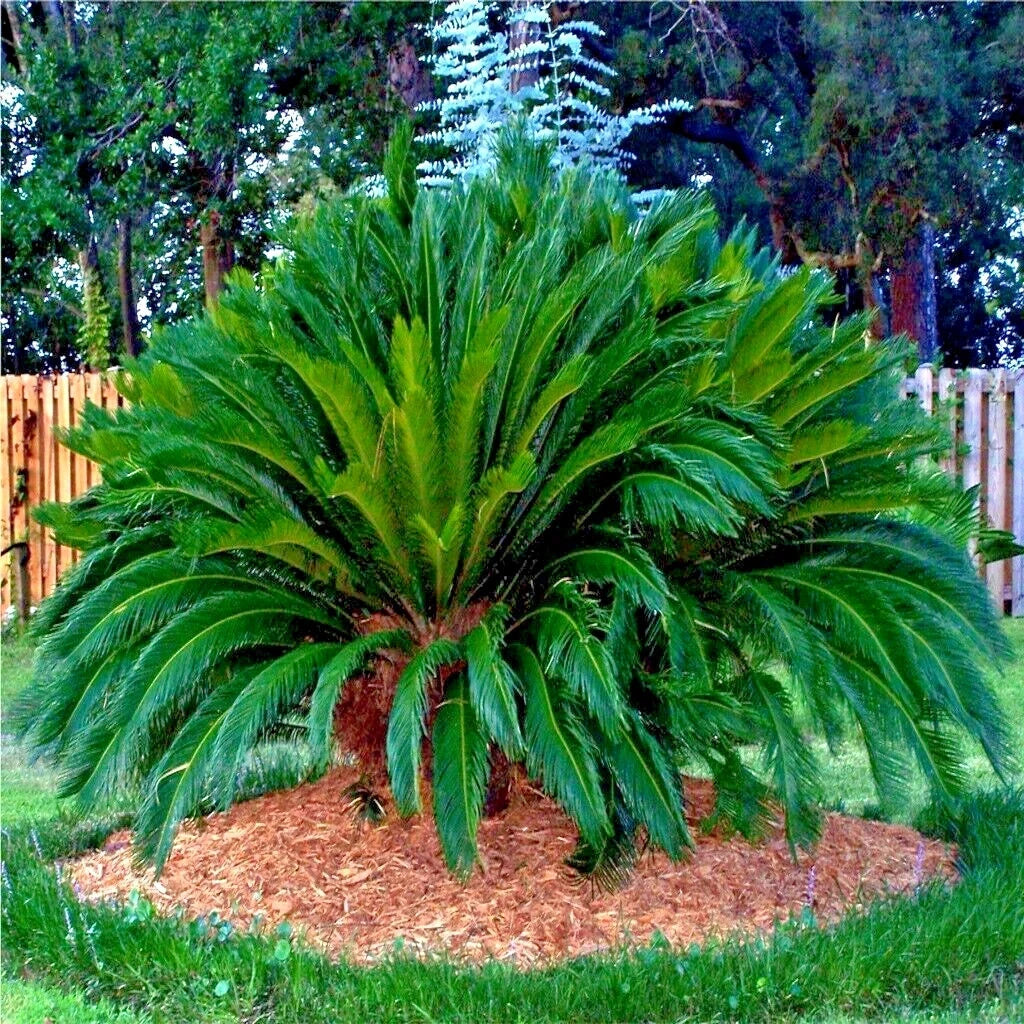 King Sago Palm Seeds (Cycas Revoluta) Rare Tropical Prehistoric Cycad Hardy-8