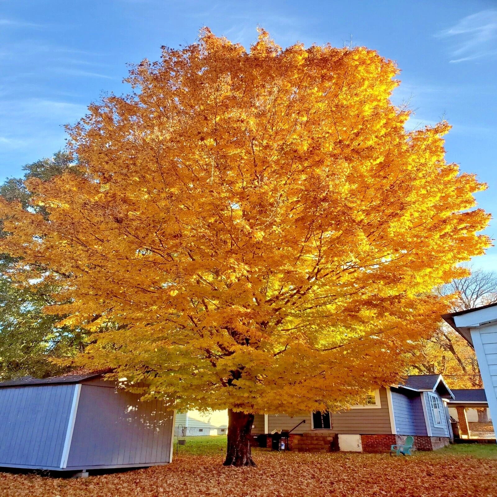 Large Trident Maple (Acer buergerianum) tree with bright yellow leaves in a residential area