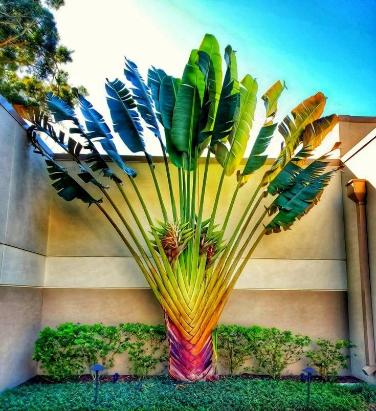 Colorful Traveler's palm tree in front of a building with a clear blue sky.