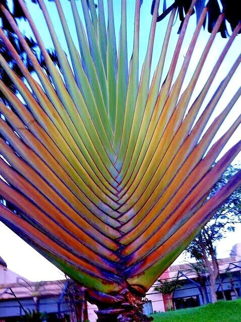 Close-up of a colorful Traveler's palm tree leaf with a blurred background