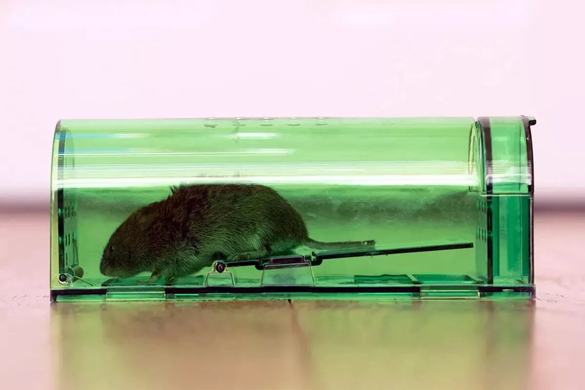 1, 2, 4, 6 Humane Mouse Traps Live Catch & Release No Kill Rat Mice Trap Reusable