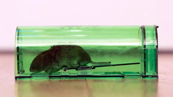 1, 2, 4, 6 Humane Mouse Traps Live Catch & Release No Kill Rat Mice Trap Reusable