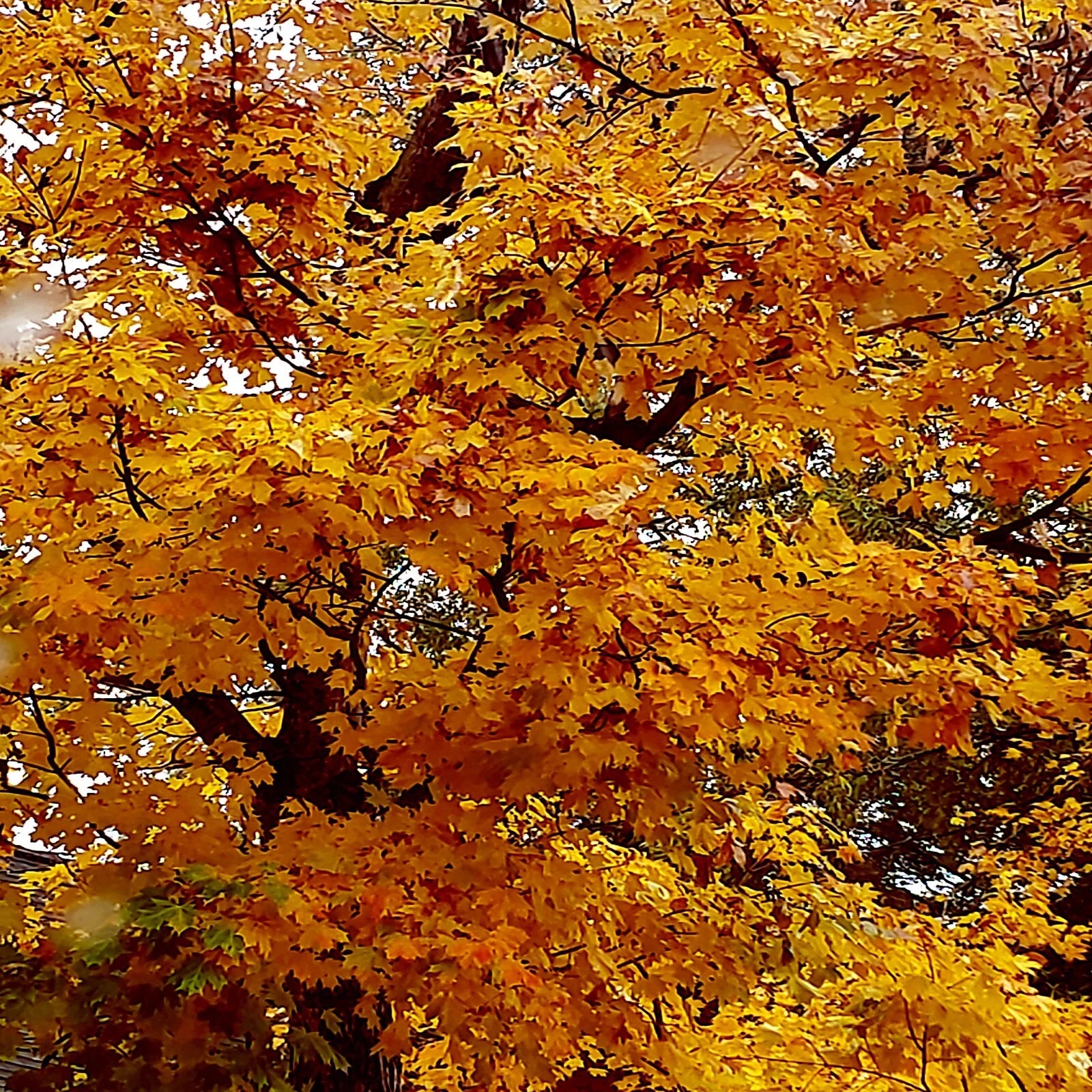 Trident Maple Tree with bright yellow leaves against a clear sky