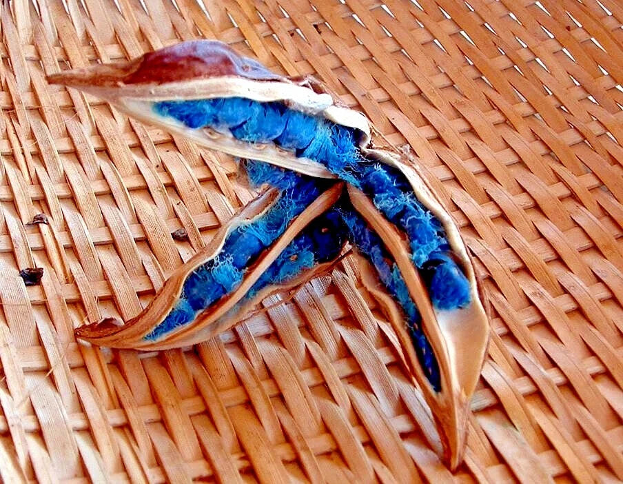 Traveler's Palm tree seeds lying on woven basket