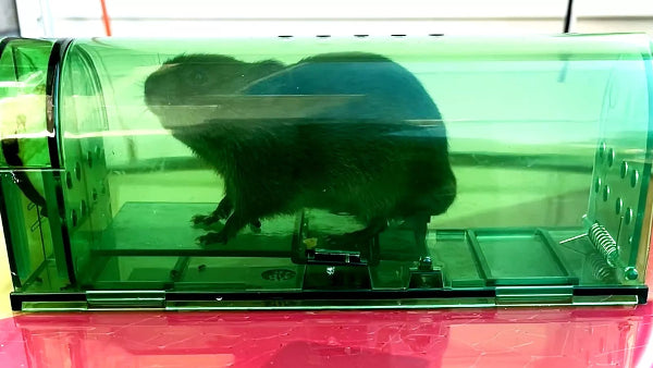 1, 2, 4, 6 Humane Mouse Traps Live Catch & Release No Kill Rat Mice Trap Reusable