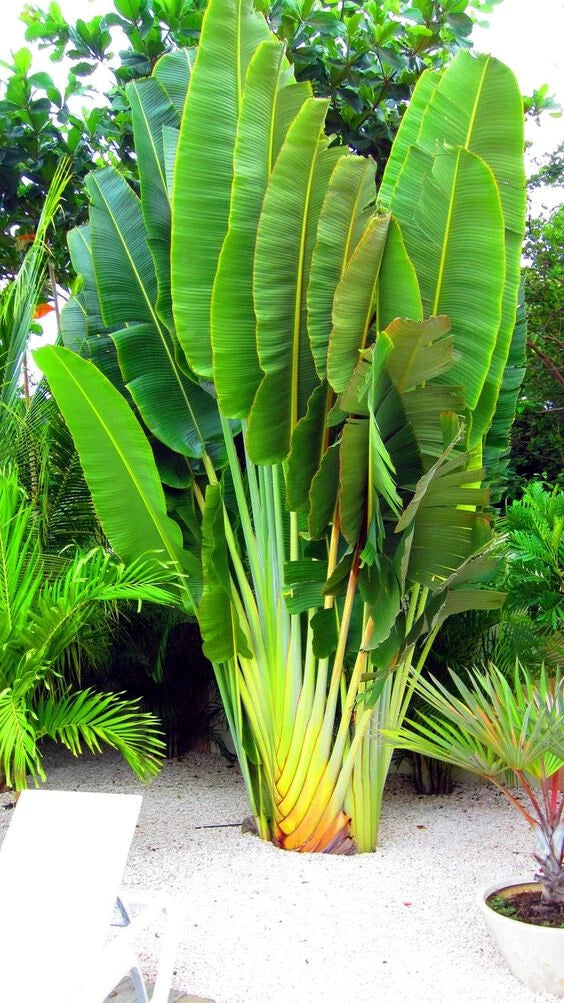 Tropical Traveler's Palm tree plant with large green leaves in a garden setting