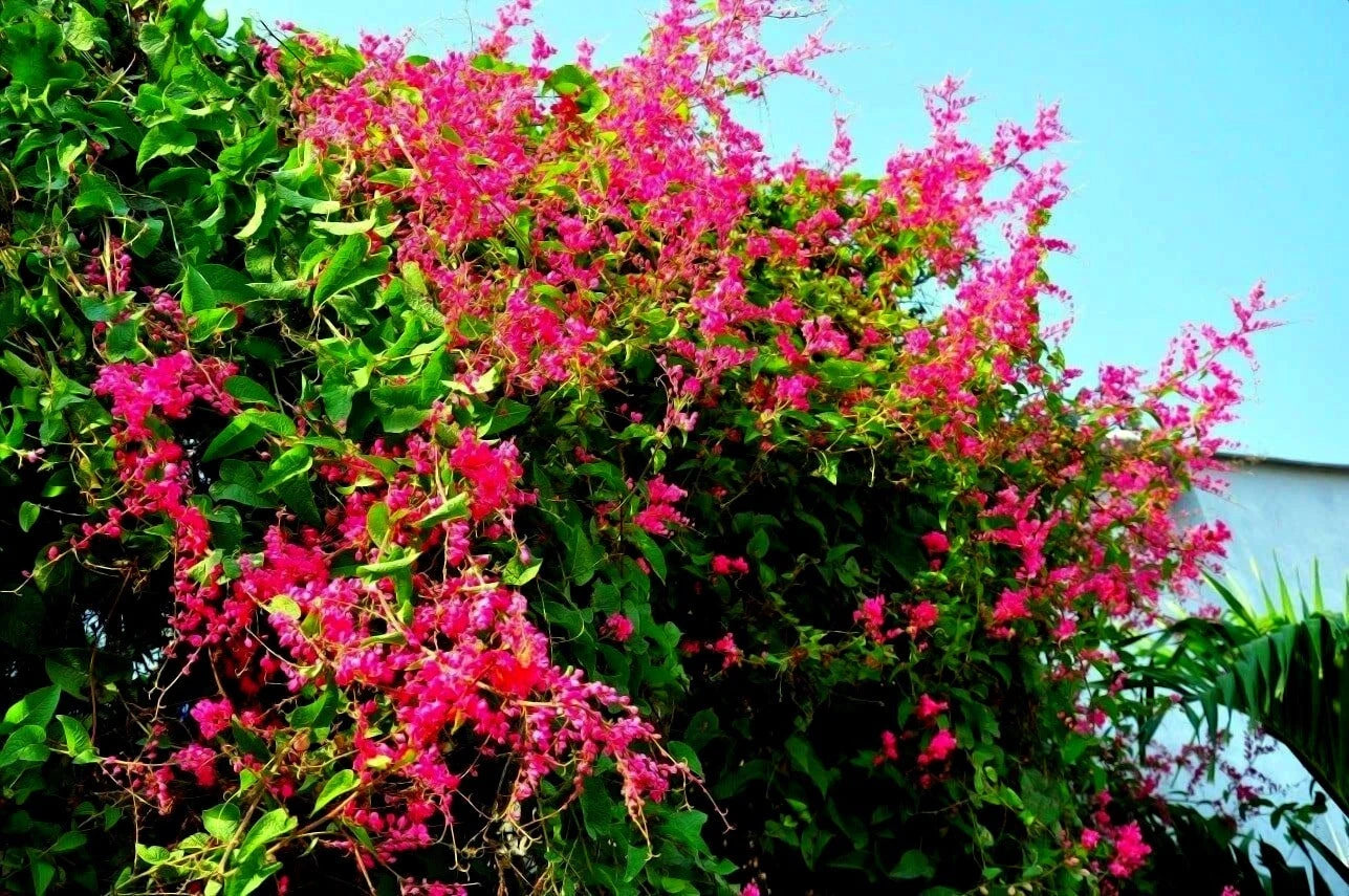 Coral Vine Seeds – Antigonon leptopus, “Mexican Love Vine,” Pink Creeper Flower