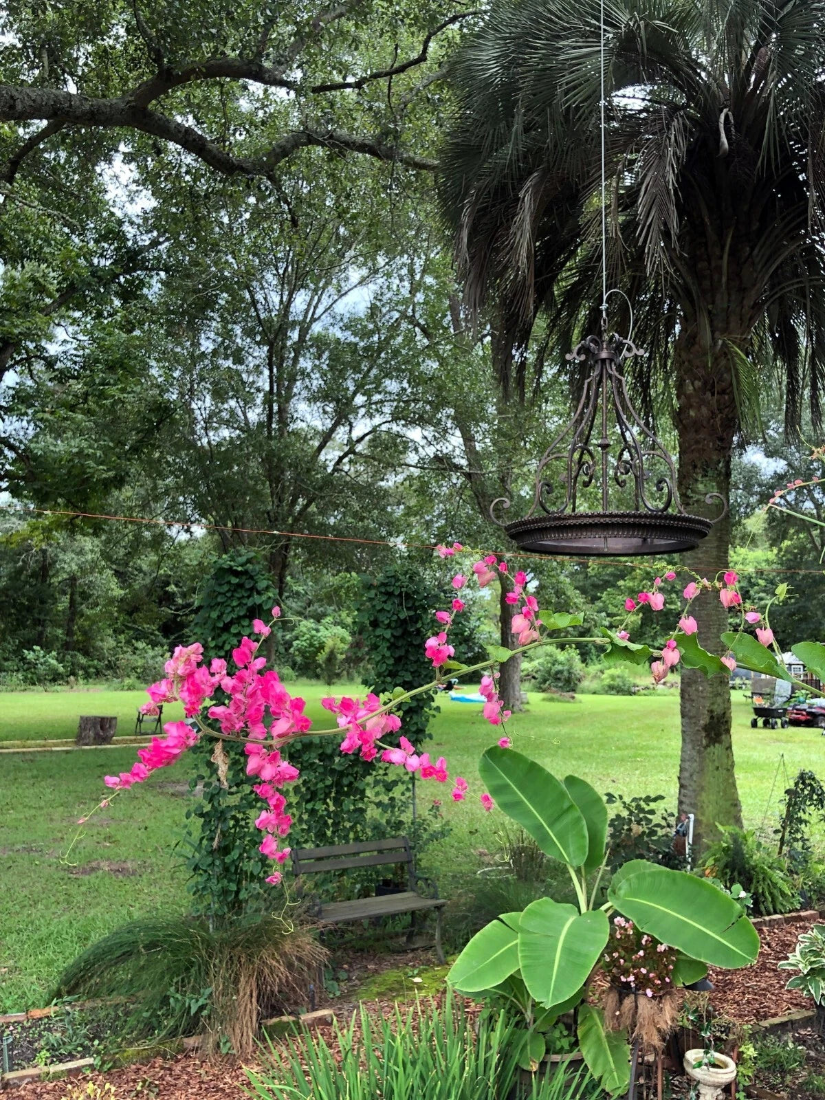 Coral Vine Seeds – Antigonon leptopus, “Mexican Love Vine,” Pink Creeper Flower