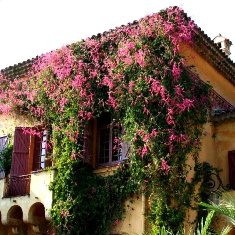 Coral Vine Seeds – Antigonon leptopus, “Mexican Love Vine,” Pink Creeper Flower