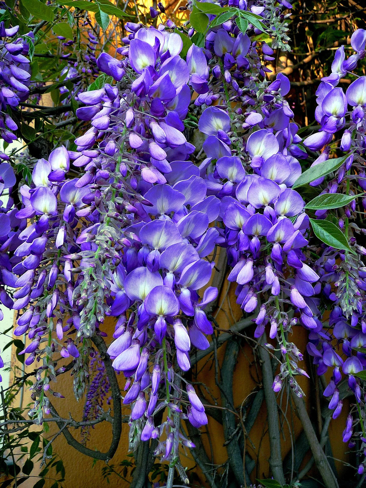 Close-up of vibrant purple Chinese blue wisteria tree vine (Wisteria sinensis) flowers with a blurred background