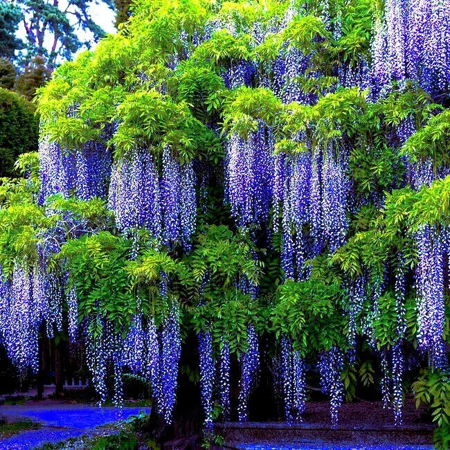 Vibrant Chinese wisteria flowers cascading from trees in a lush garden setting.