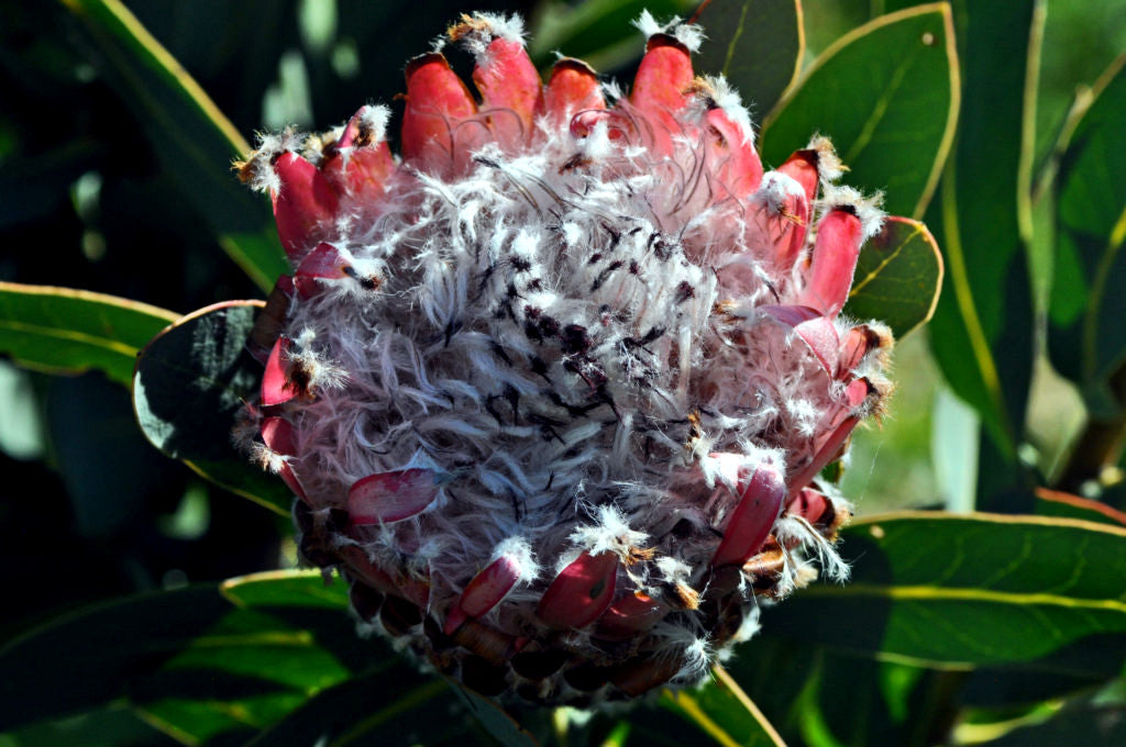 Queen (Protea magnifica) Seeds Rare South African "Woolly Beard" Flower