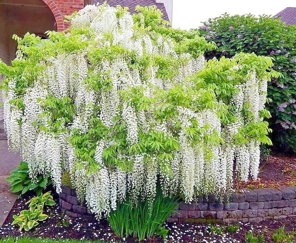 White wisteria vine cascading over a garden wall with green foliage.