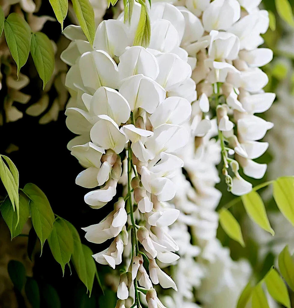 White wisteria Alba (Wisteria floribunda) flowers with green leaves in a garden setting