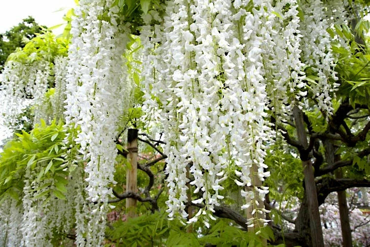 White wisteria flowers hanging from a tree with green leaves in the background