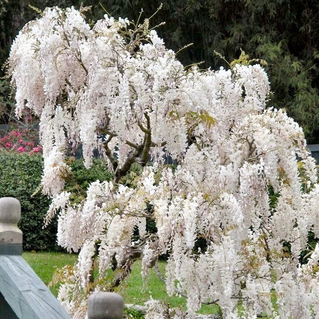 White wisteria flowering tree in a garden setting with greenery in the background
