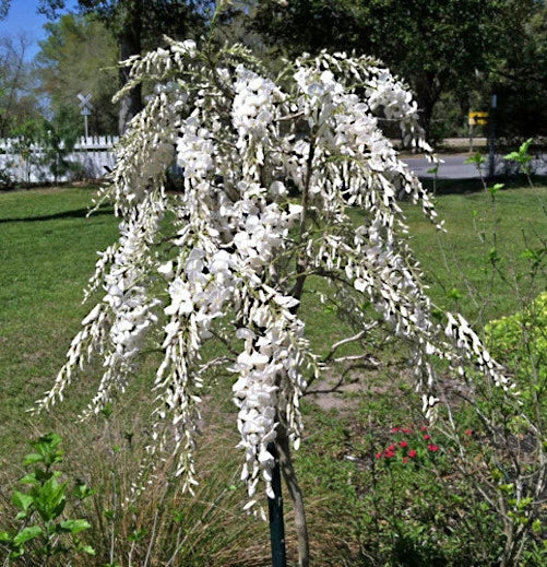 White wisteria tree in a garden setting with green grass and trees in the background.