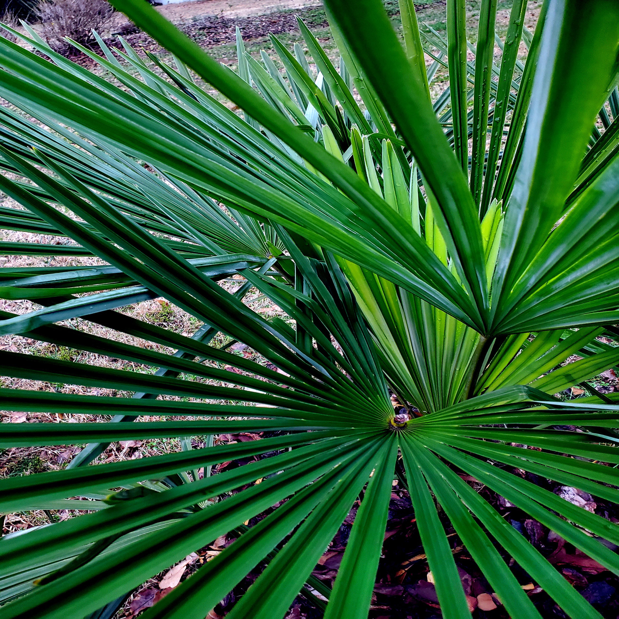 Windmill Fan Palm Tree Seeds – Trachycarpus fortunei, Cold Hardy Palm