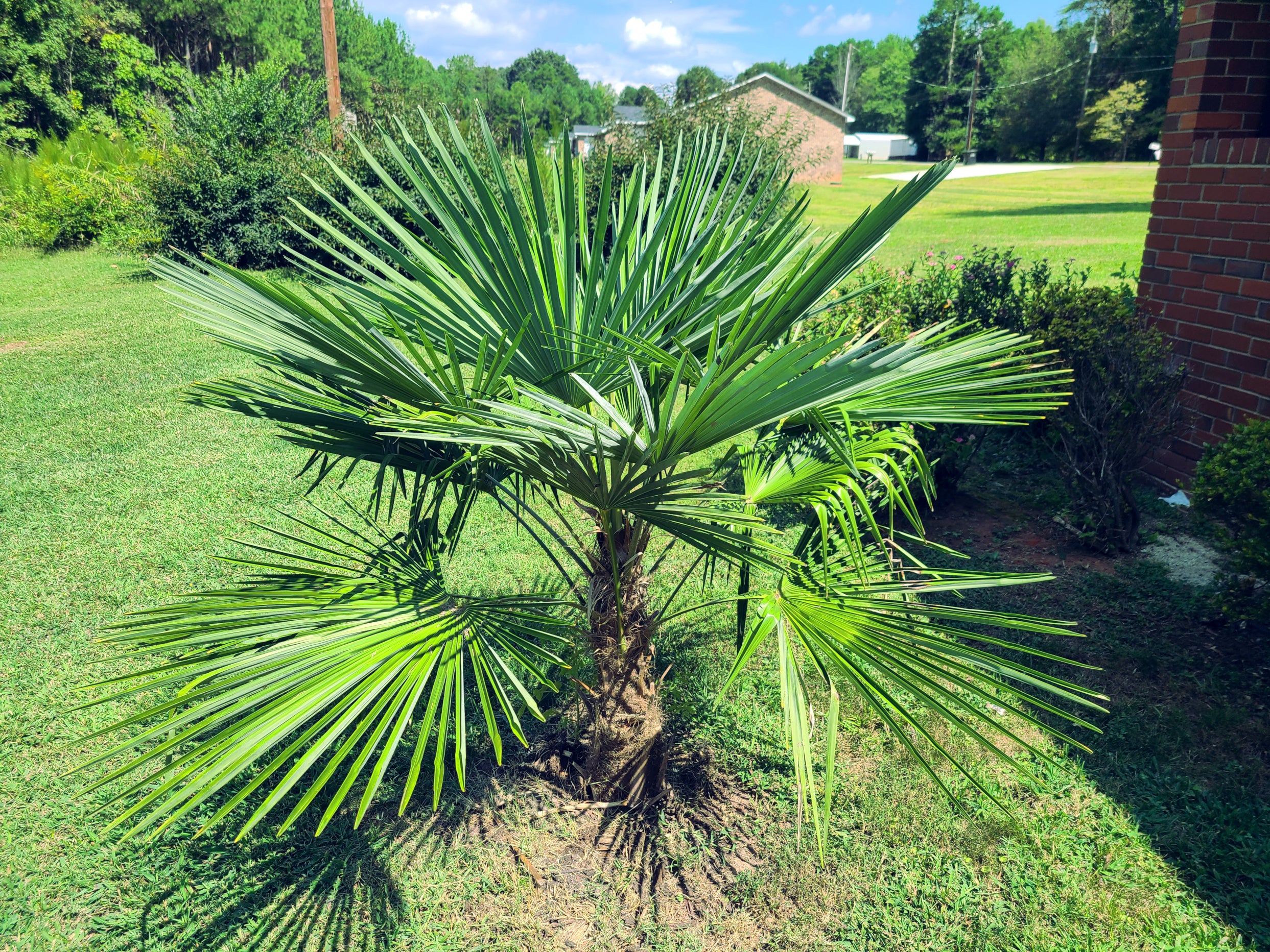 Windmill Fan Palm Tree Seeds – Trachycarpus fortunei, Cold Hardy Palm