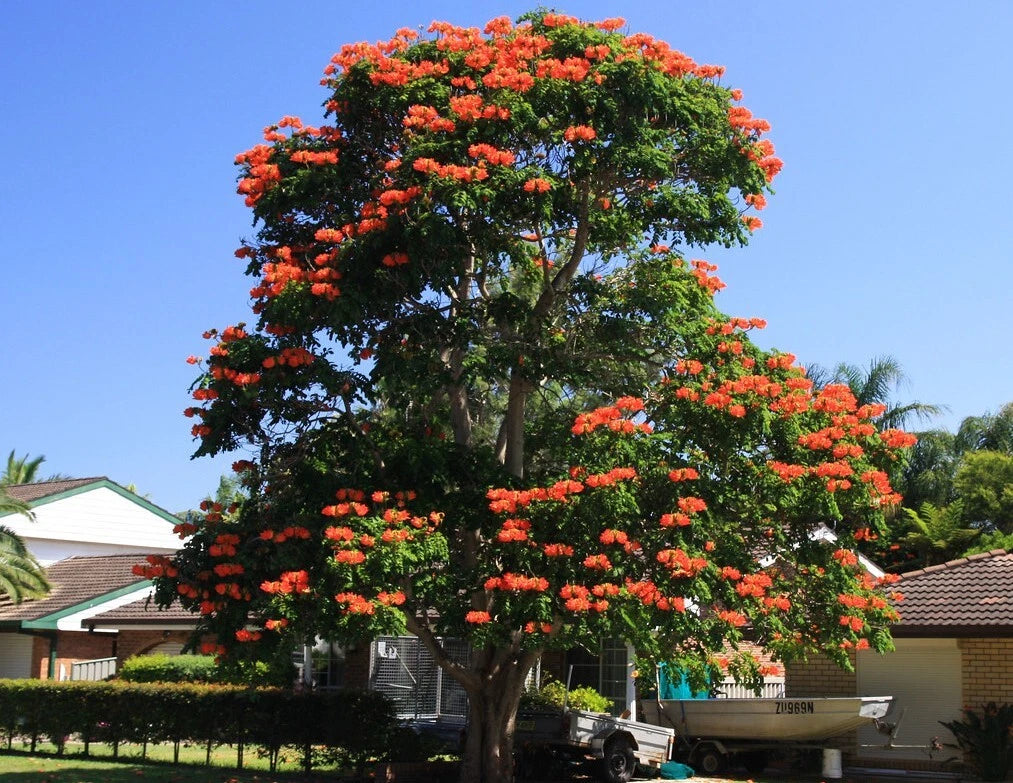 African Tulip Magnolia Tree Seeds – Spathodea campanulata, “Flame of the Forest”