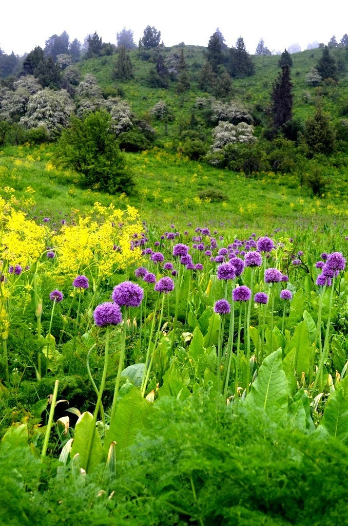 Field of purple sensation allium flowers with a green hillside and trees in the background