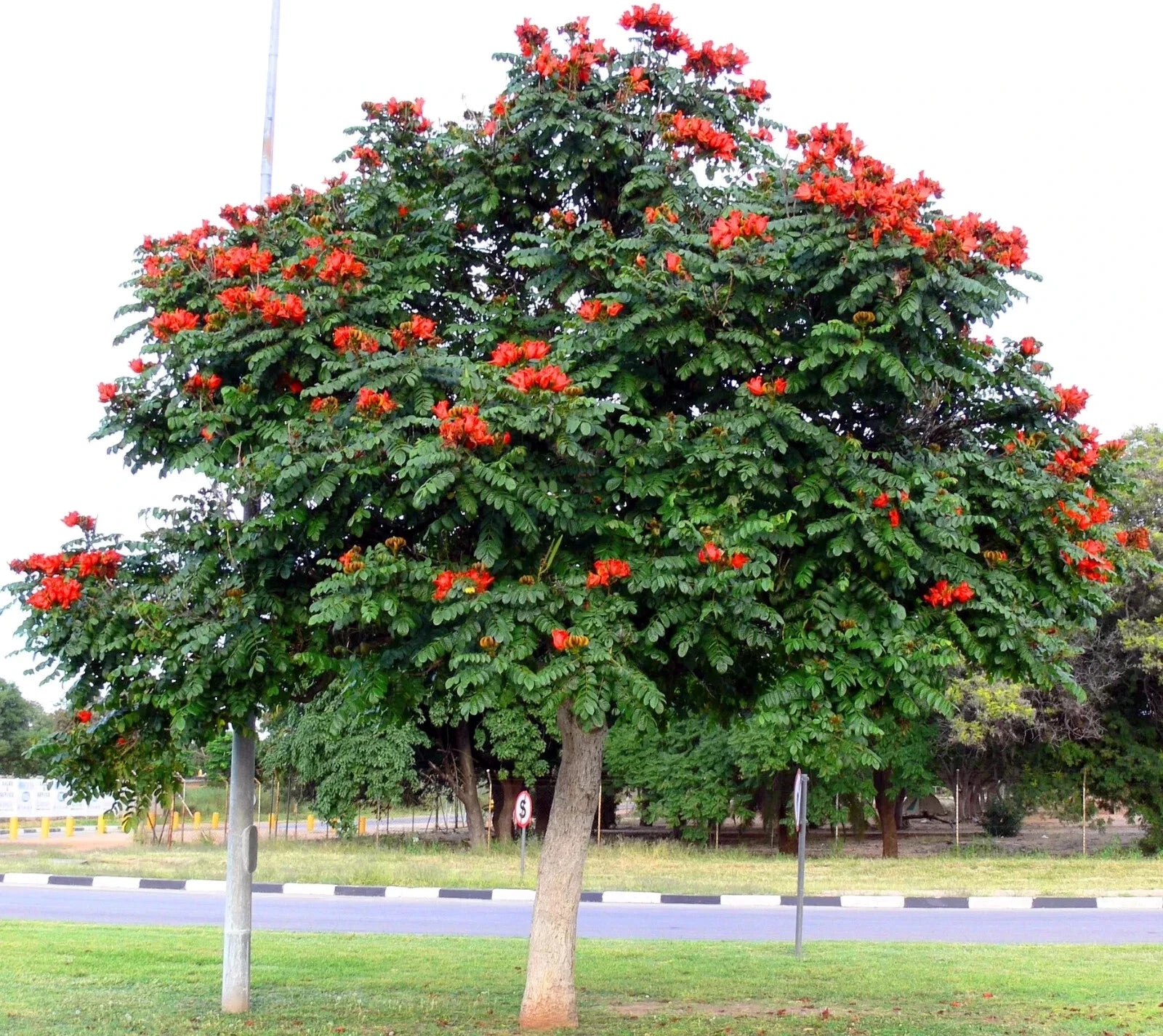 African Tulip Magnolia Tree Seeds – Spathodea campanulata, “Flame of the Forest”