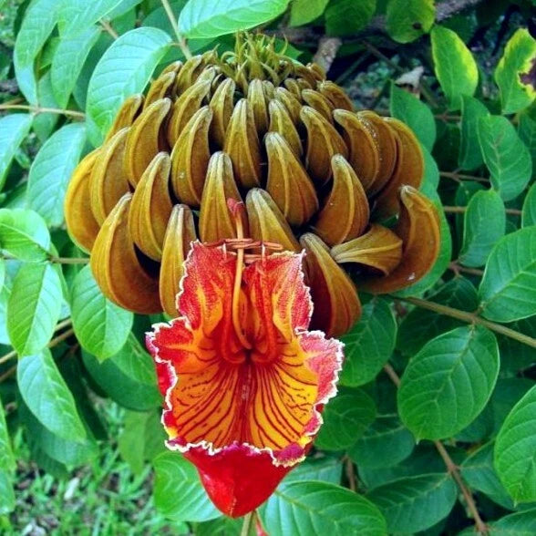 African Tulip Magnolia Tree Seeds – Spathodea campanulata, “Flame of the Forest”
