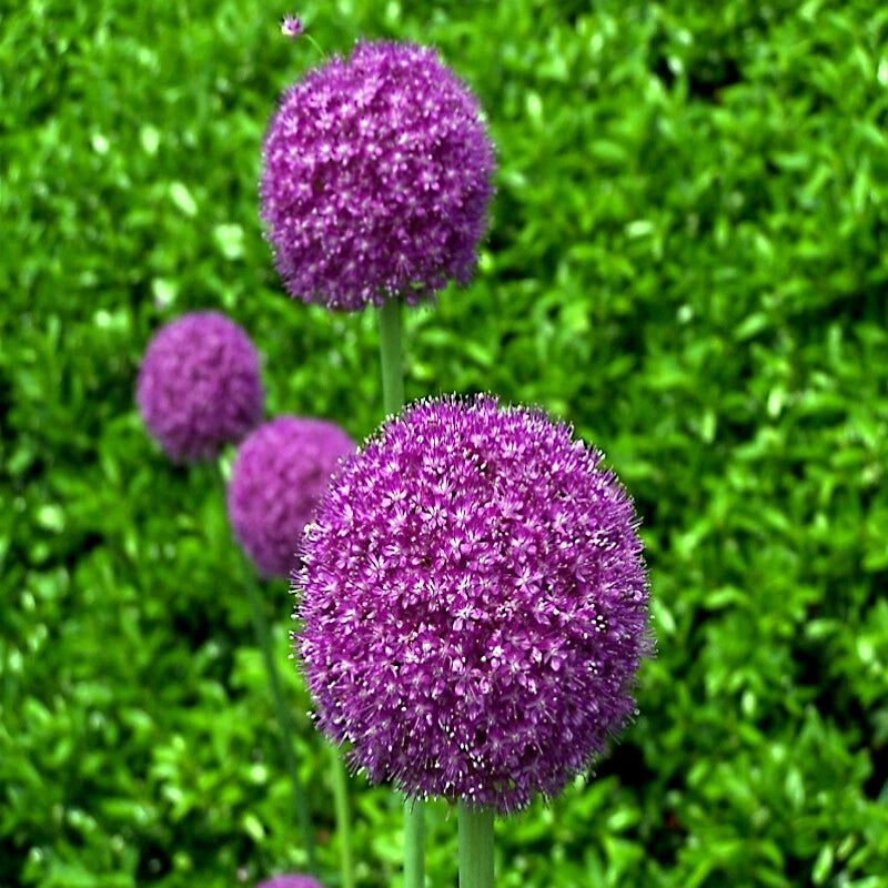 close up of purple sensation allium flower blossoms