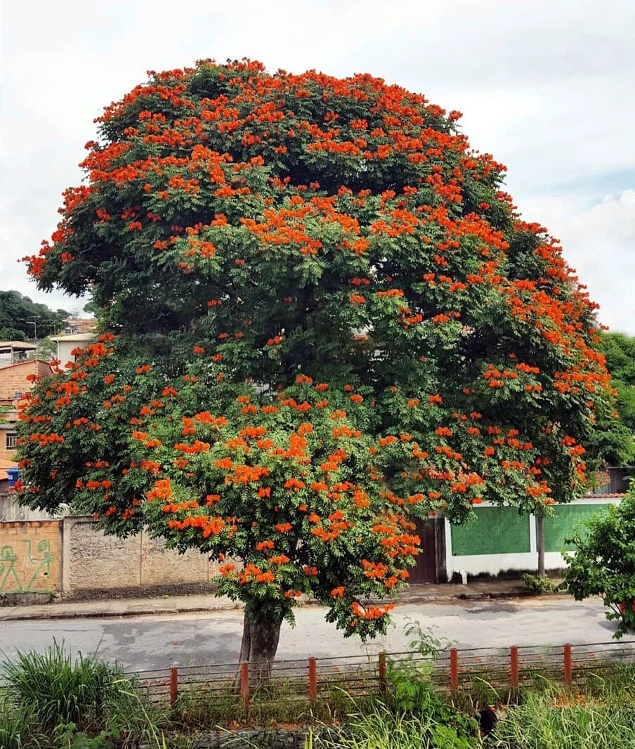 African Tulip Magnolia Tree Seeds – Spathodea campanulata, “Flame of the Forest”