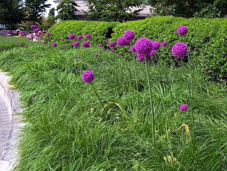 Purple sensation allium flowers in a garden setting with green grass and trees in the background