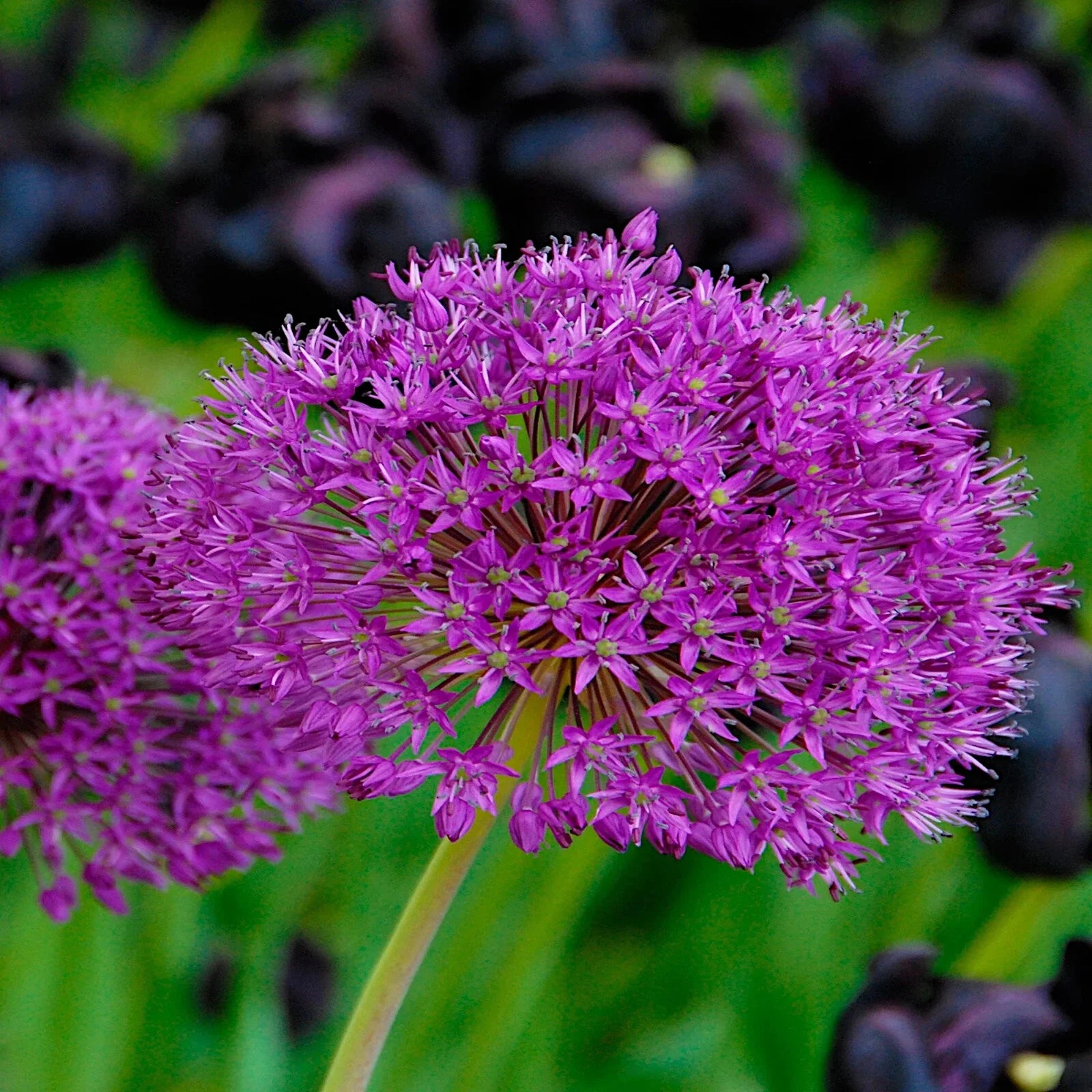 Close-up of a purple allium flower with a blurred green background