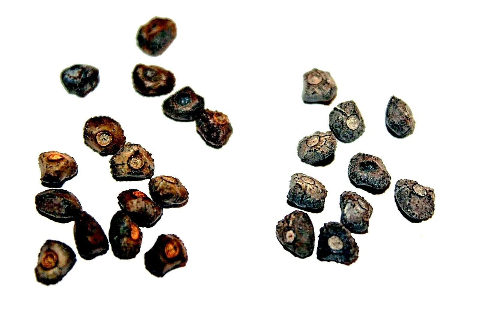 Collection of dark brown dwarf banana seeds on a white background