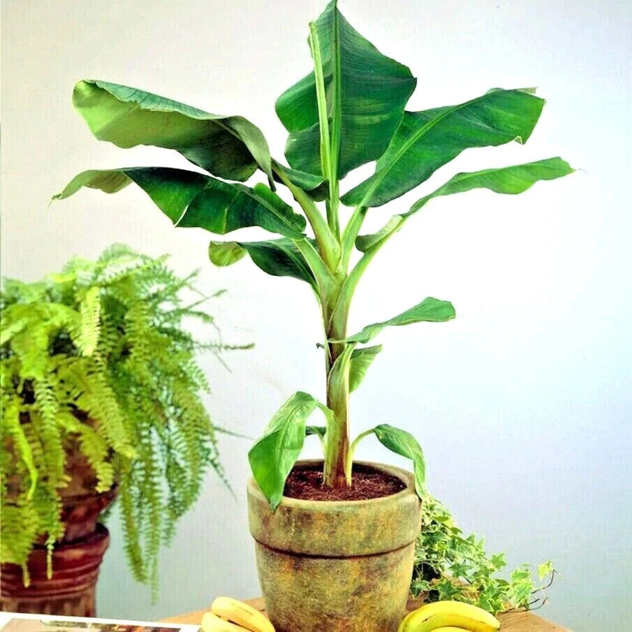 Potted dwarf cavendish (Musa acuminata) banana plant with a fern in the background on a light surface.
